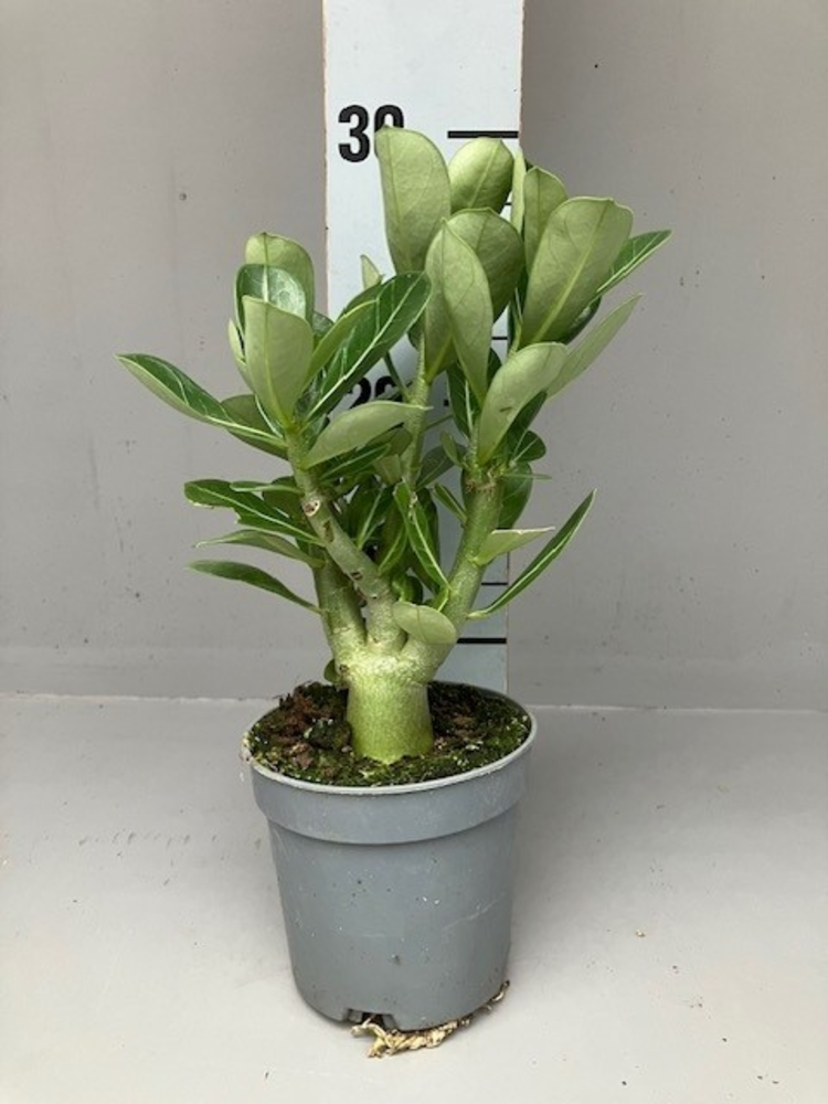 Adenium obesum.