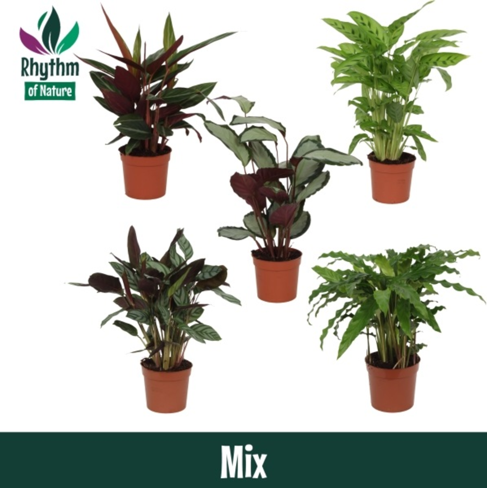Calathea 12cm gemengd Rhythm of Nature zonder hoes.