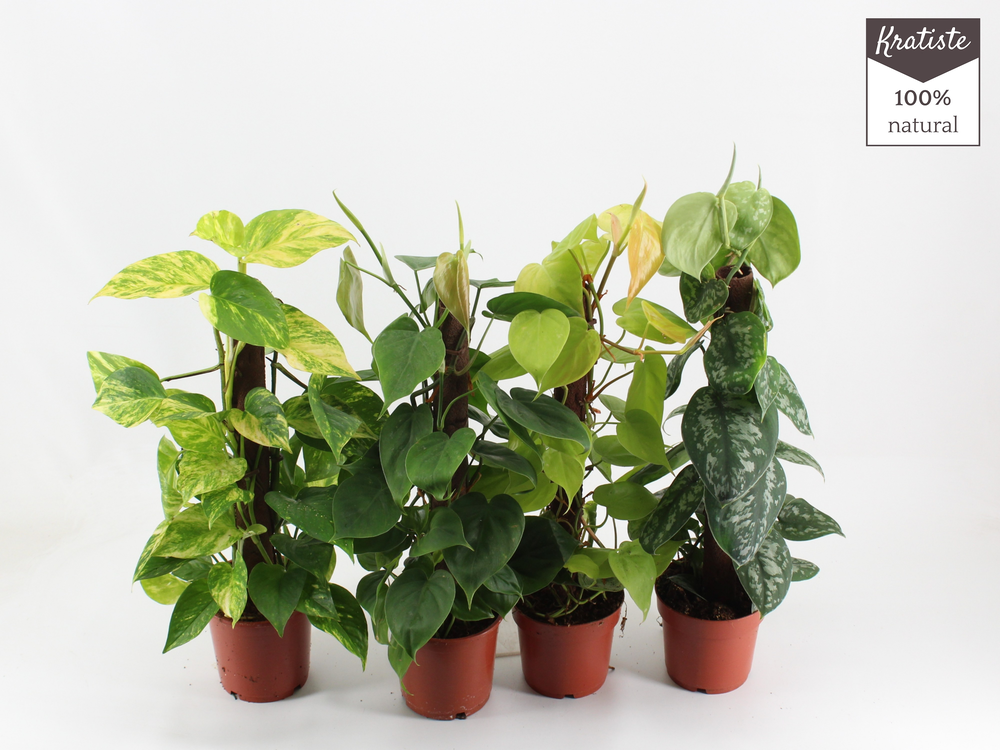 Epipremnum MIX kratiste klimstok 40 CM.