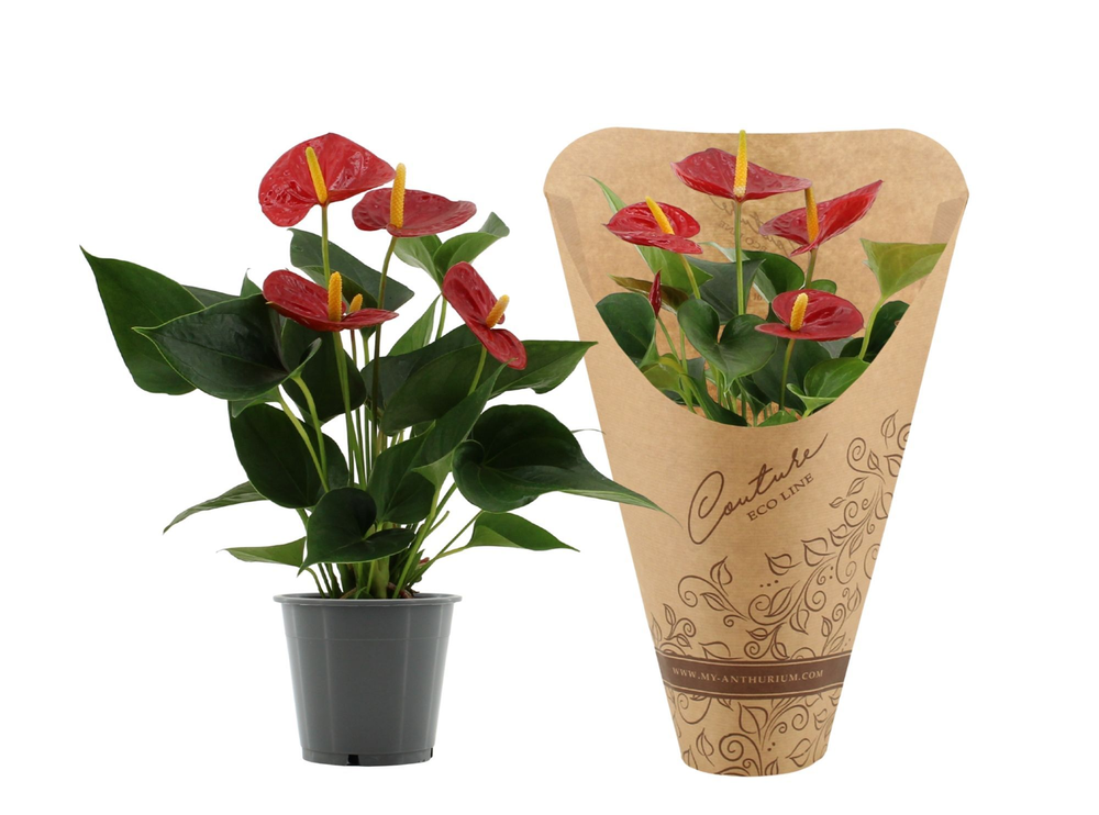 Anthurium Success Red in Couture Eco Line sleeve.