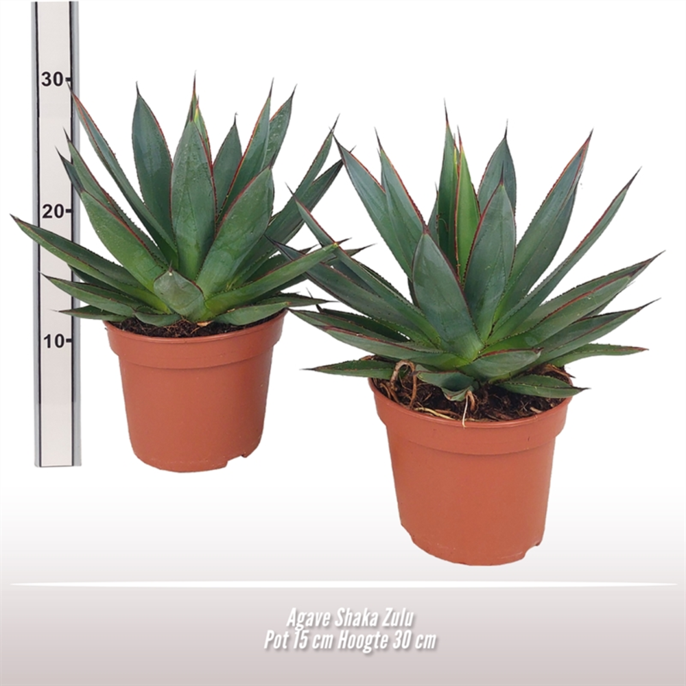 Agave Shaka Zulu.
