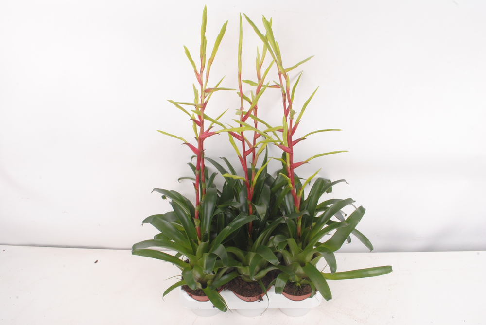 Vriesea Happy Yellow.
