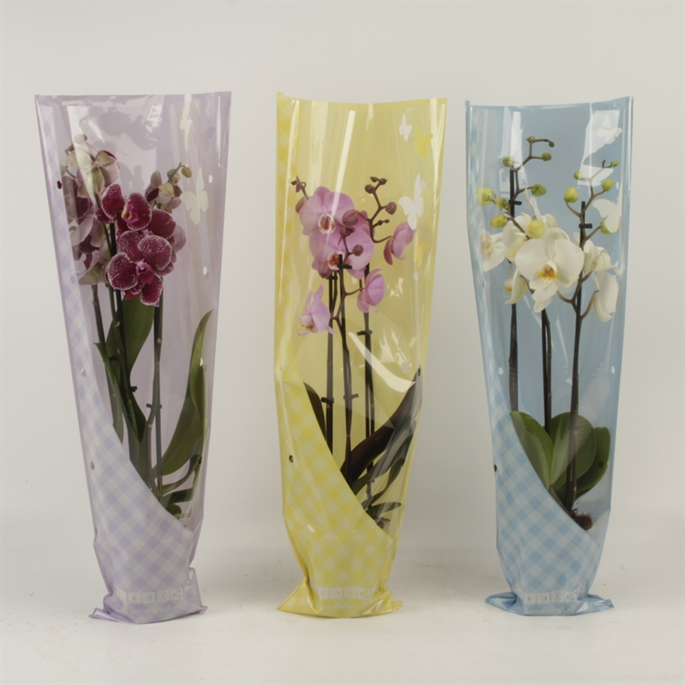 Phalaenopsis gemengd 3 tak gemengd in vlinder zome.