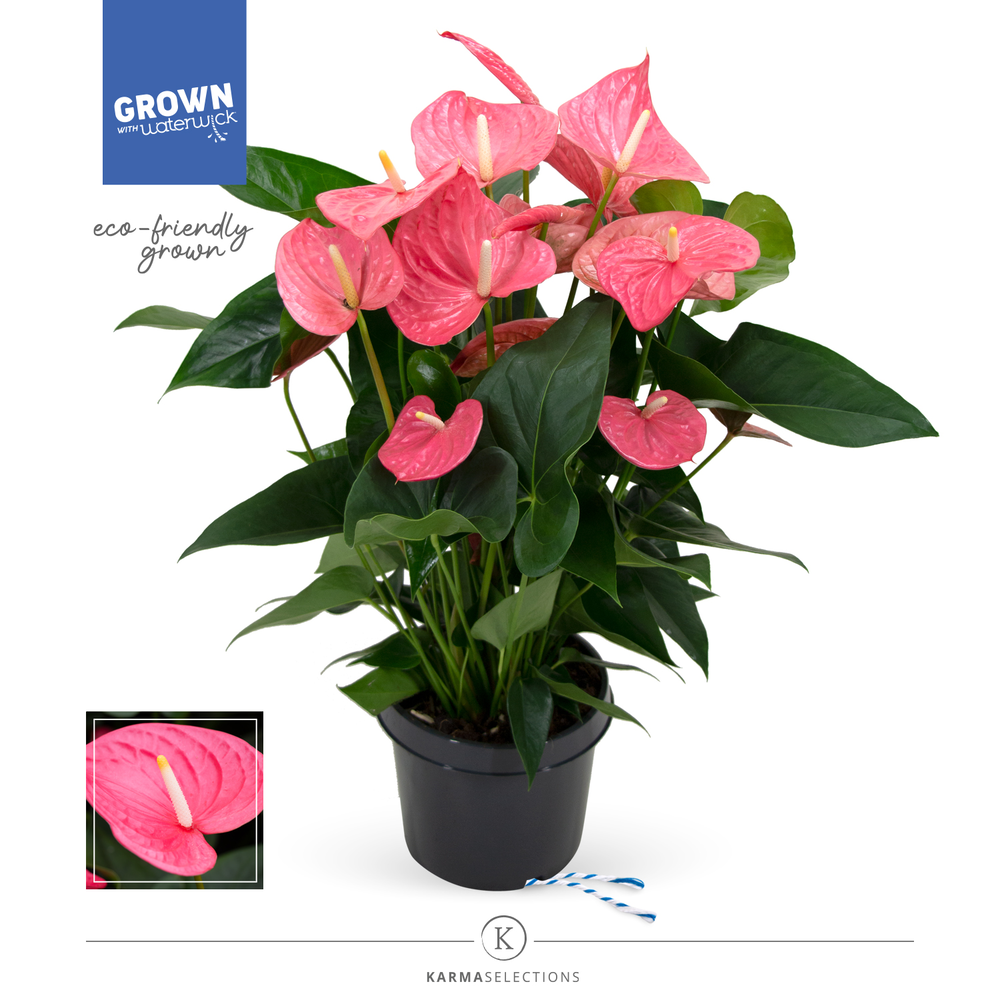 Mimesis Anthurium KARMA Maine - 21 cm.