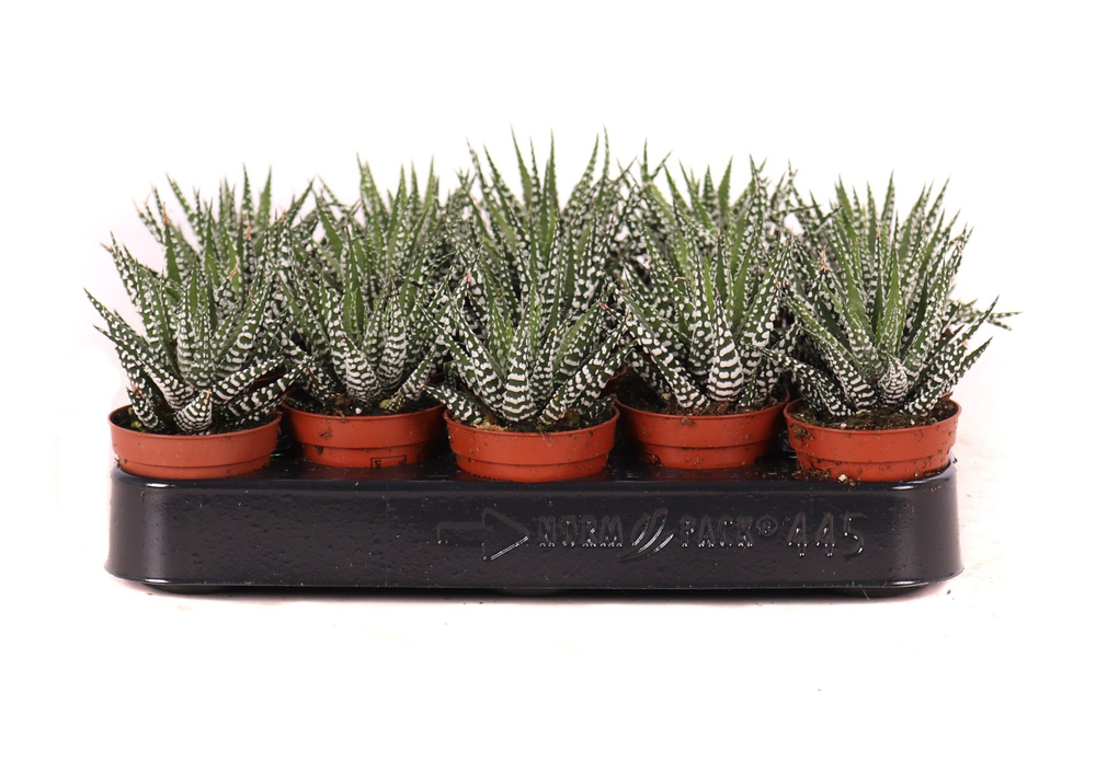 Haworthia big band 5,5 cm.