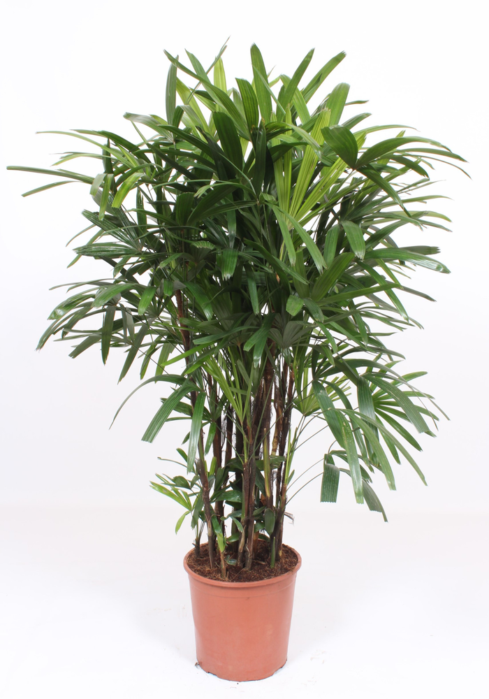 Rhapis excelsa.