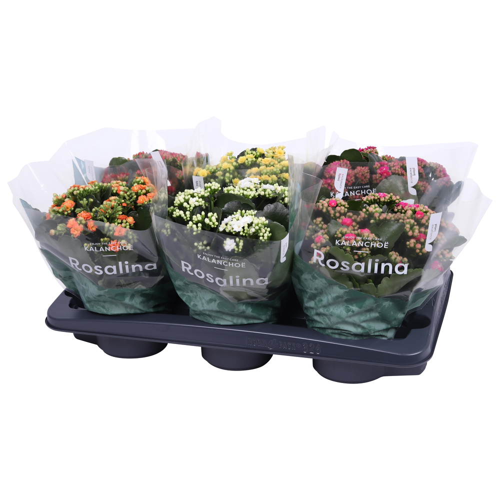 Kalanchoe Rosalina 15cm mix.