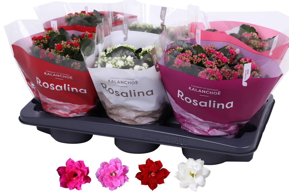 Kalanchoe Rosalina 15cm mix, TST love.