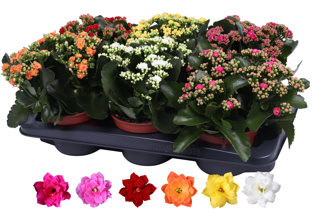 Kalanchoe Rosalina 15cm mix, zonder hoes.