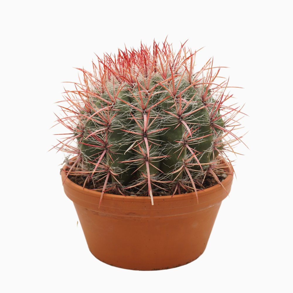 Ferocactus stainesii 23 cm.