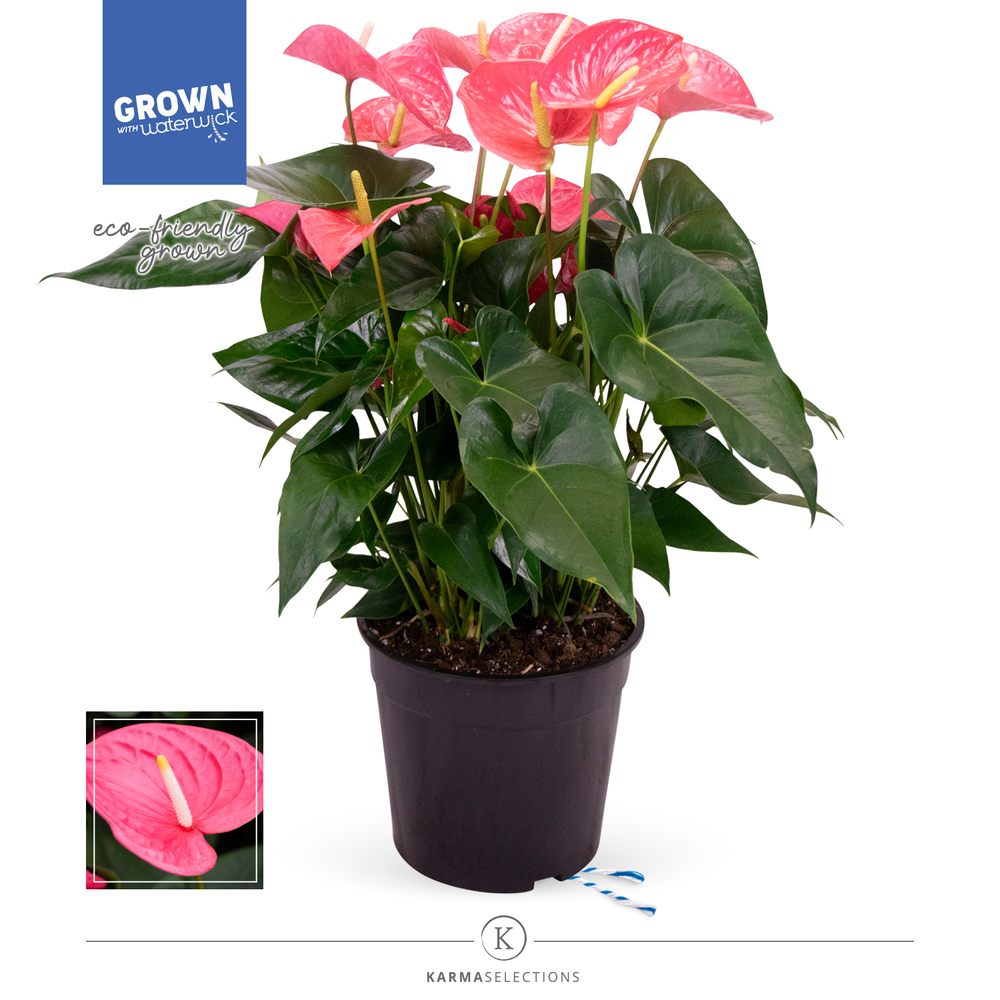 Mimesis Anthurium KARMA Pink - 27 cm.