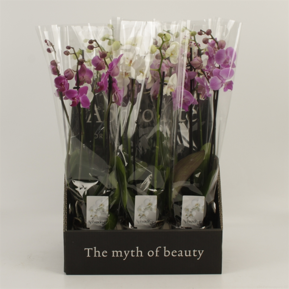 Phalaenopsis gemengd 3 tak gemengd in displaybox.