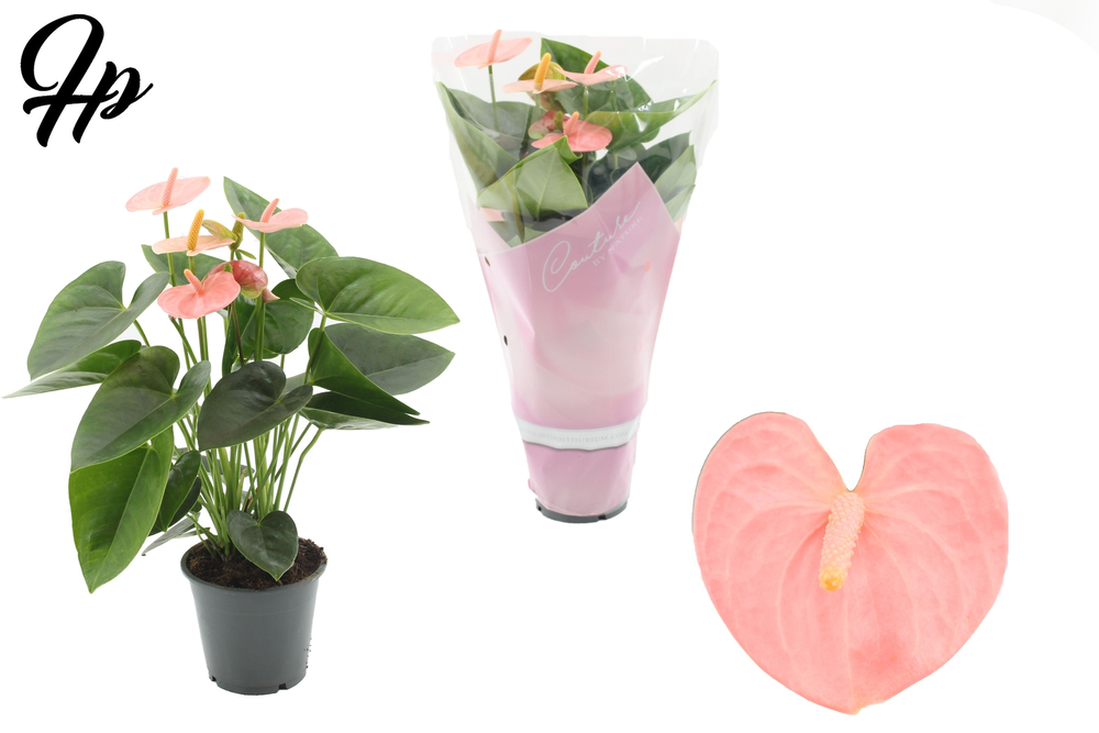 Anthurium 12 cm Spirit in Couture sleeve.