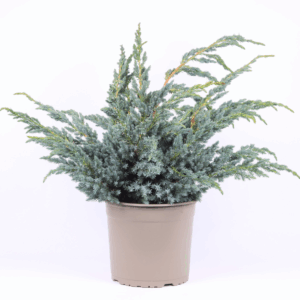 Juniperus squamata 'Meyeri'.