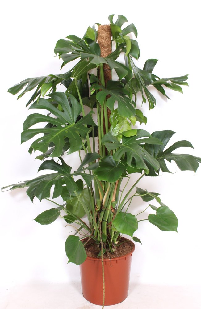 Monstera deliciosa.