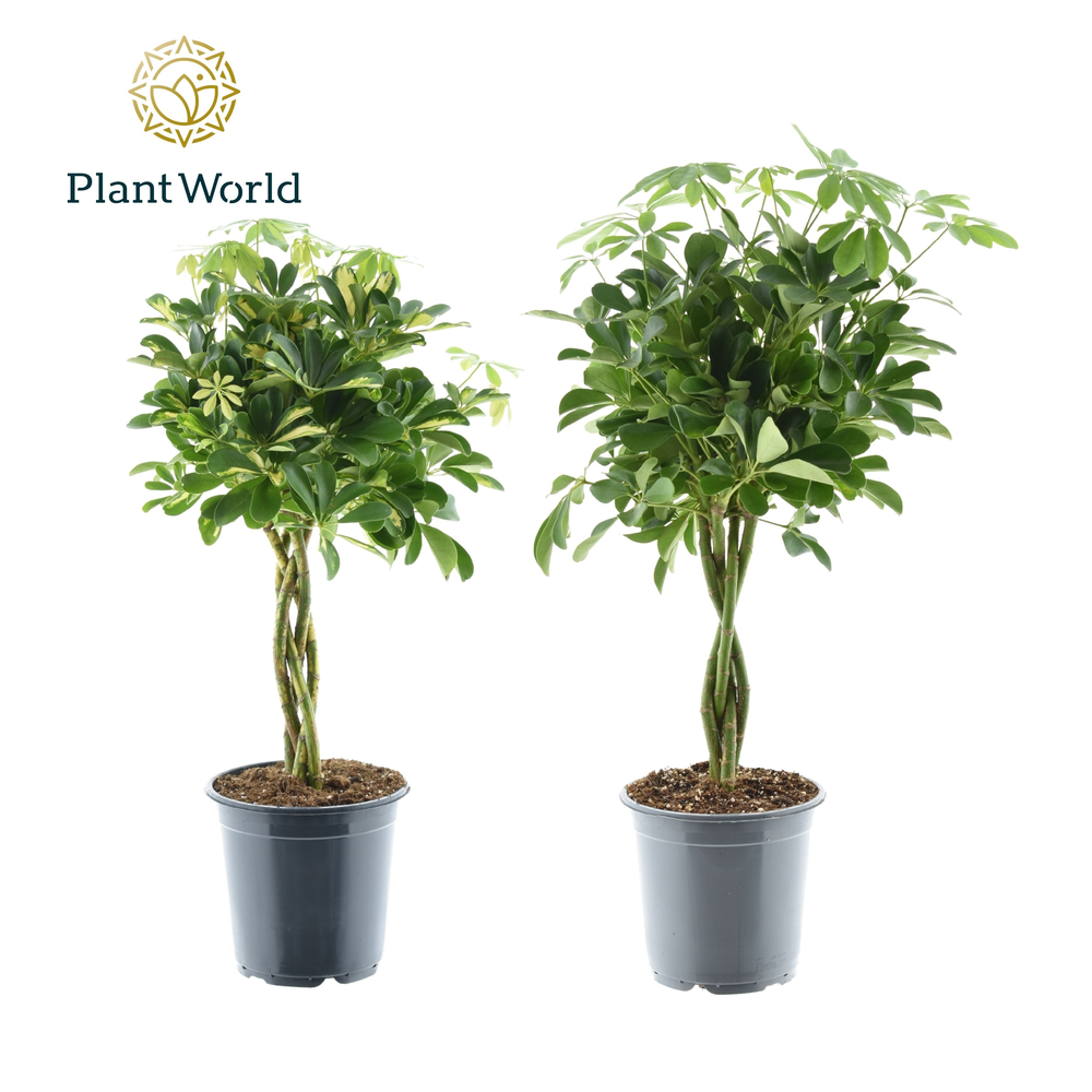 Schefflera gevlochten stam mix.