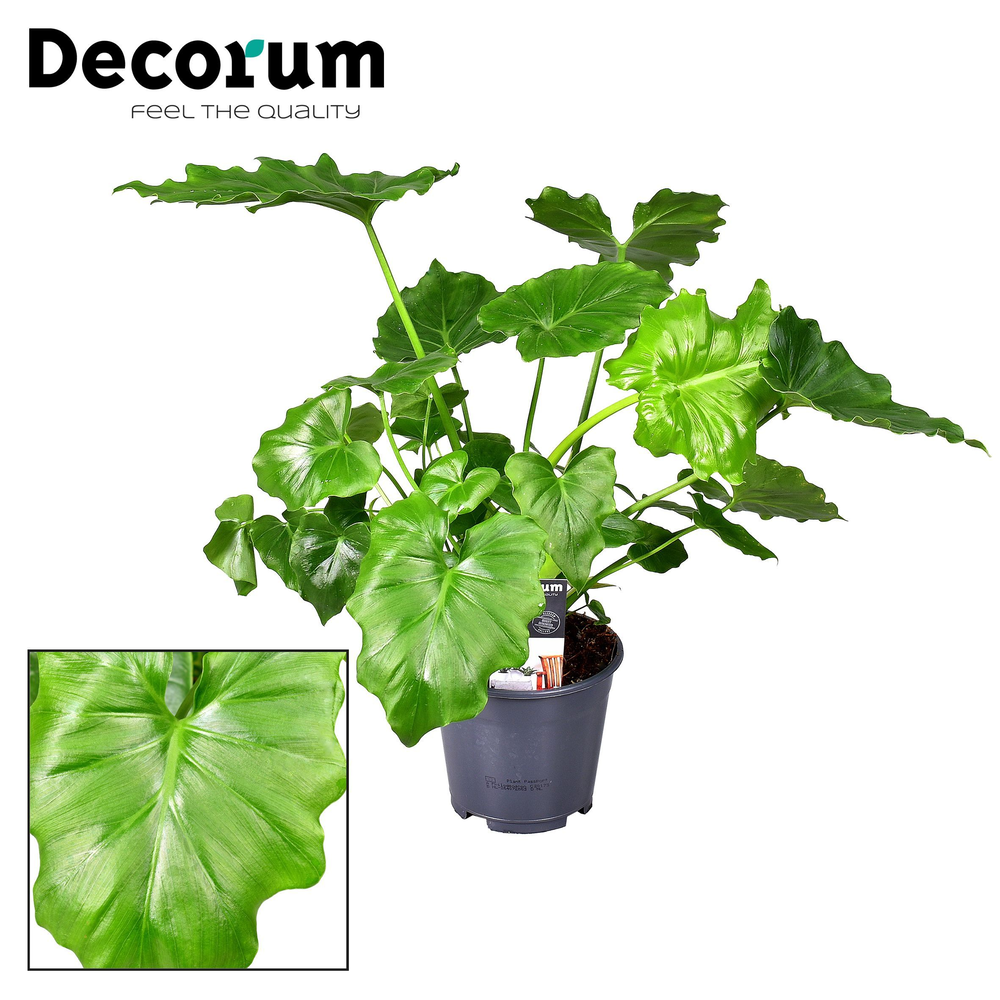 Philodendron Shangri La Feel Green (Decorum).