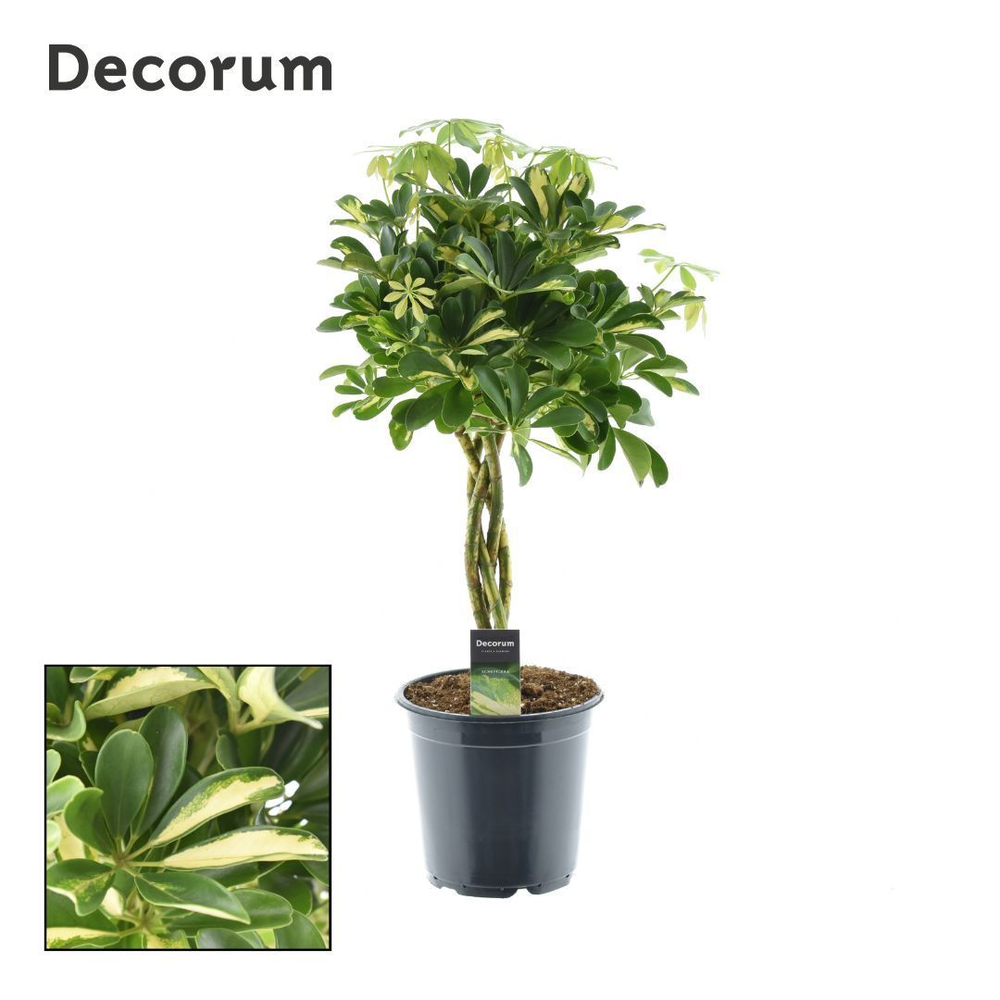 Schefflera Gold Capella gevlochten stam (Decorum).