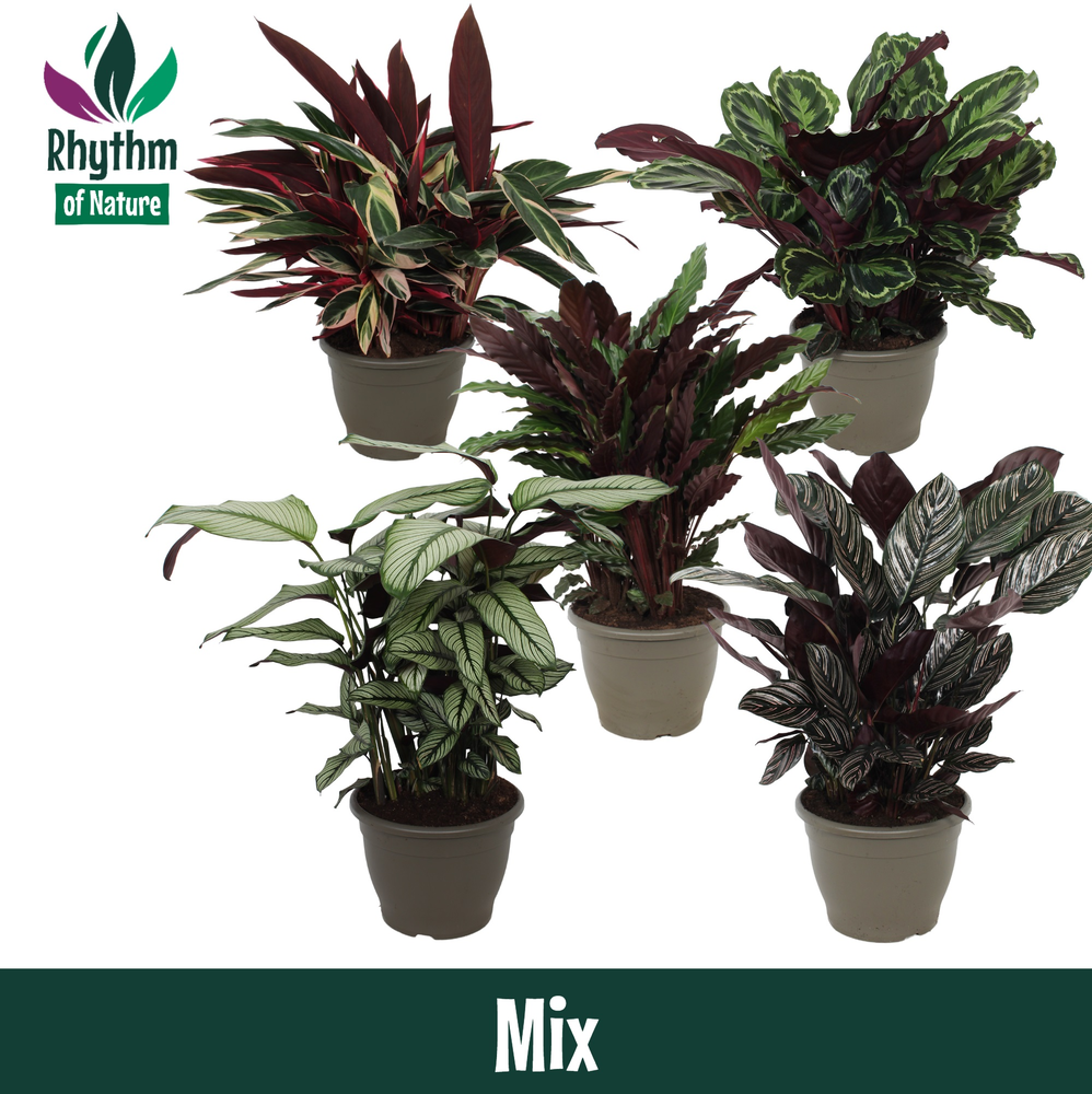 Calathea 32cm gemengd Rhythm of Nature.