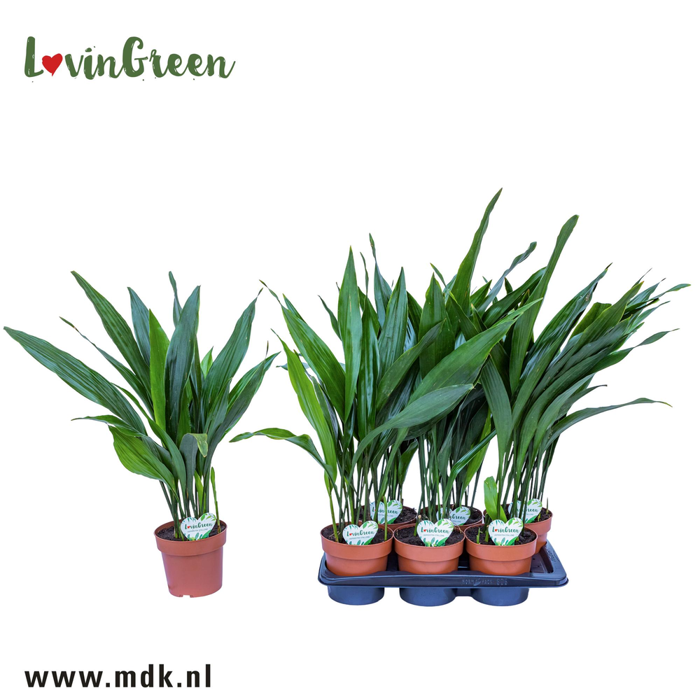 Aspidistra ELATIOR.