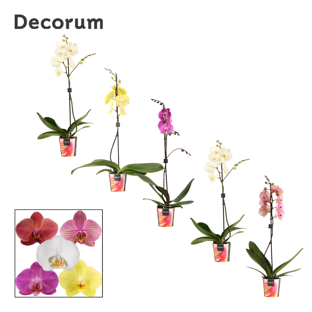 Phalaenopsis 1 tak 10+/vertakt mix lang (Decorum).