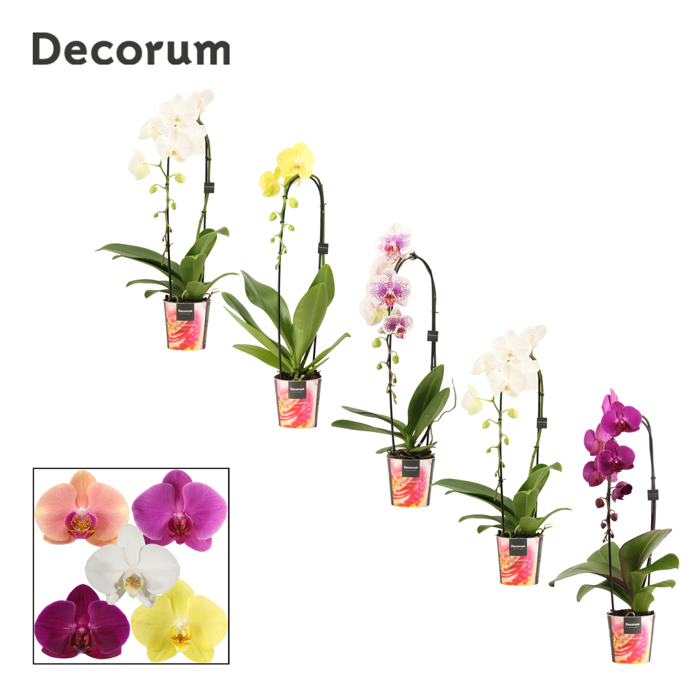 Phalaenopsis cascade 1 tak mix (Decorum).