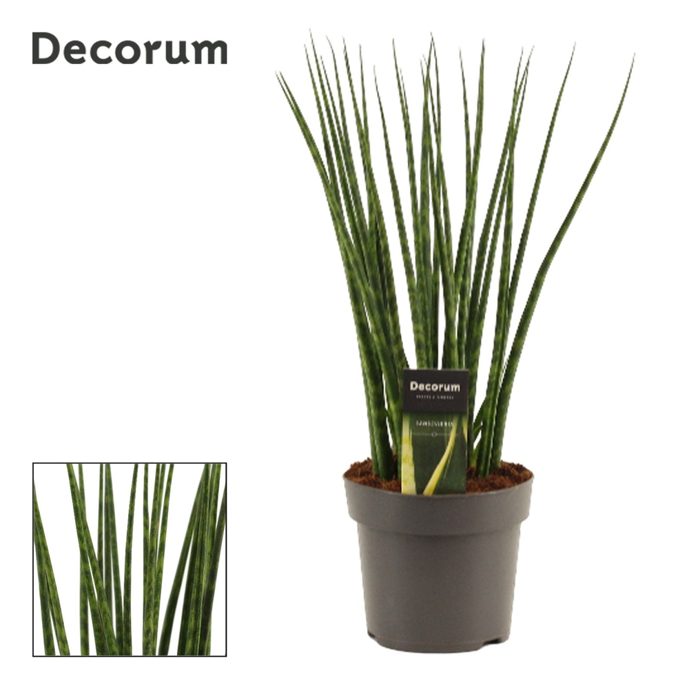 Sansevieria Fernwood 14 cm (Decorum).