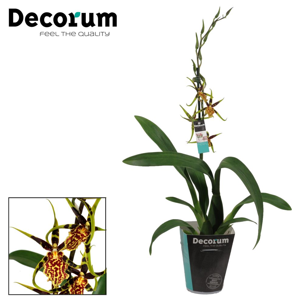 Cambria 1 tak Mystic Maze (Decorum).