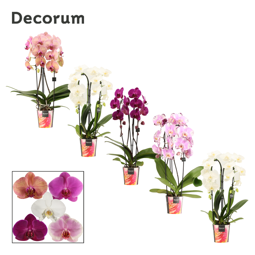 Phalaenopsis cascade 2 tak mix (Decorum).