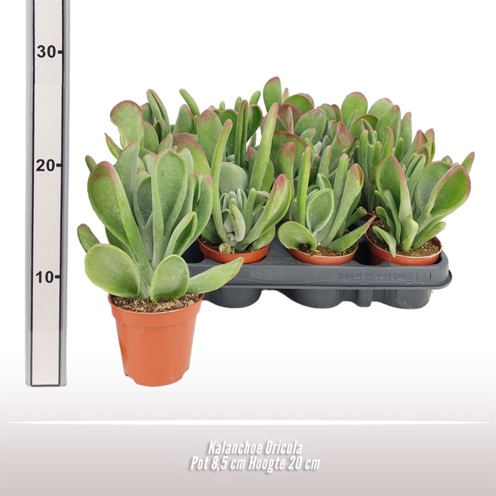 Kalanchoe Oricula.