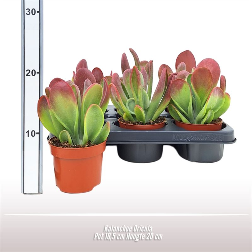Kalanchoe Oricula.