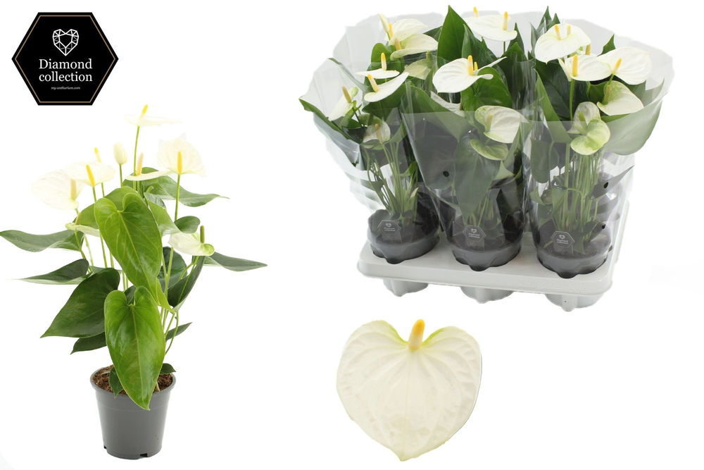 Anthurium Cocos in transparant sleeve.
