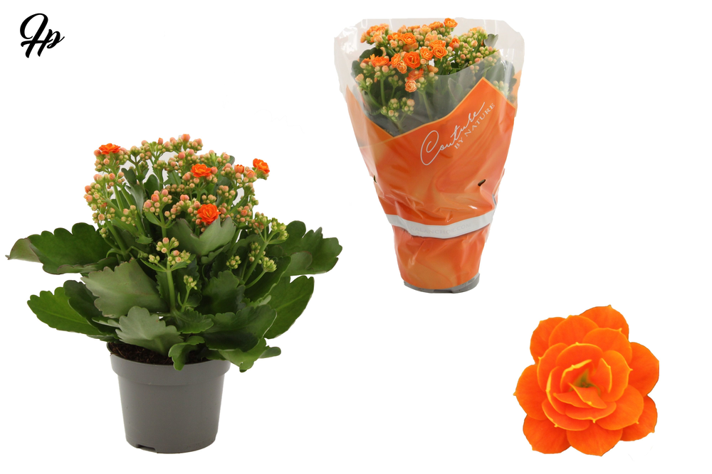 Kalanchoë Perfecta Orange in Couture sleeve orange.
