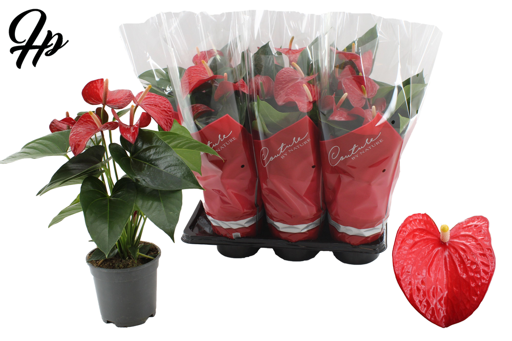 Anthurium Red Bull in Couture sleeve.