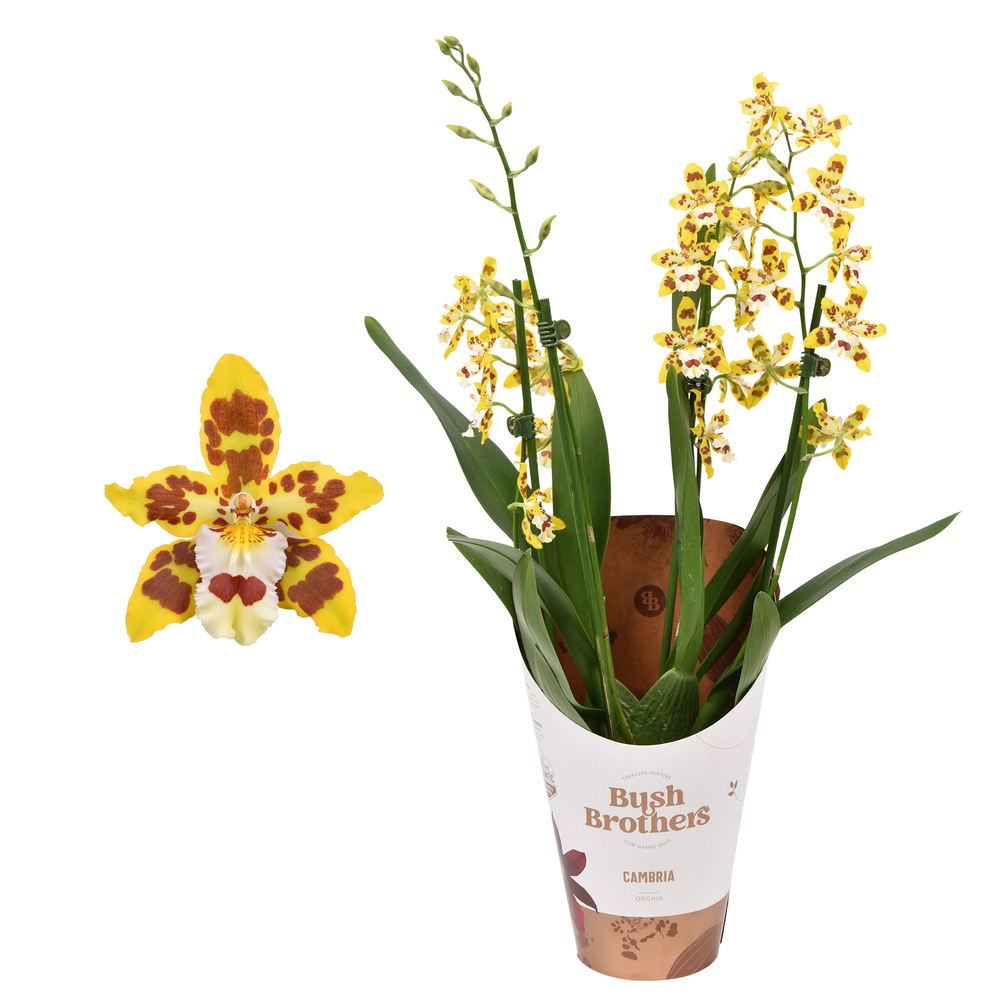 Cambria 'Remember Burkhard Holm' 3 tak 12 cm.