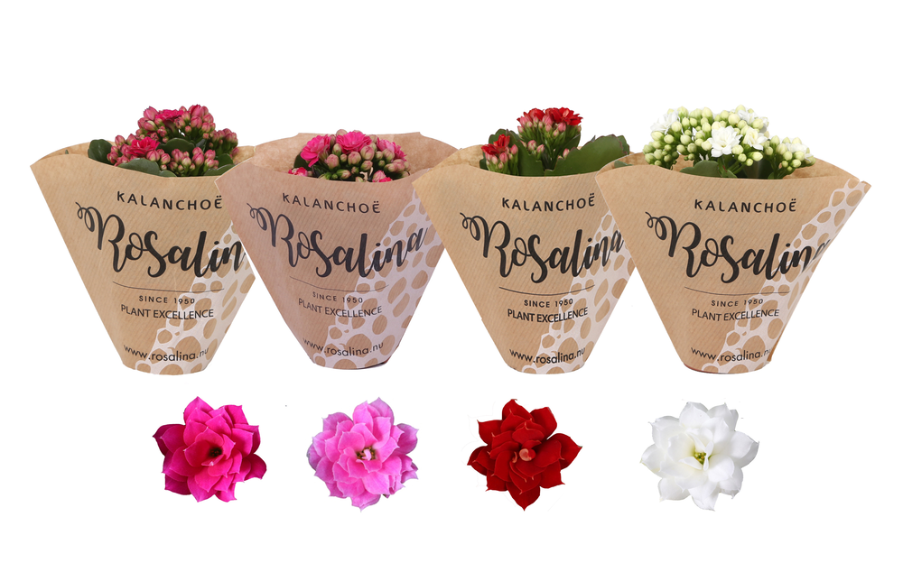 Kp-841.3 - Kalanchoe Rosalina 06cm lovemix, papier.