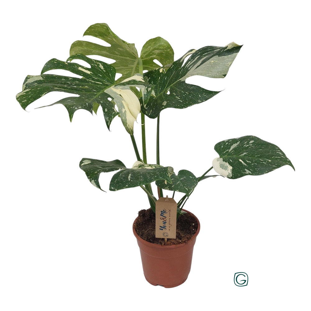 Monstera Thai Constellation.
