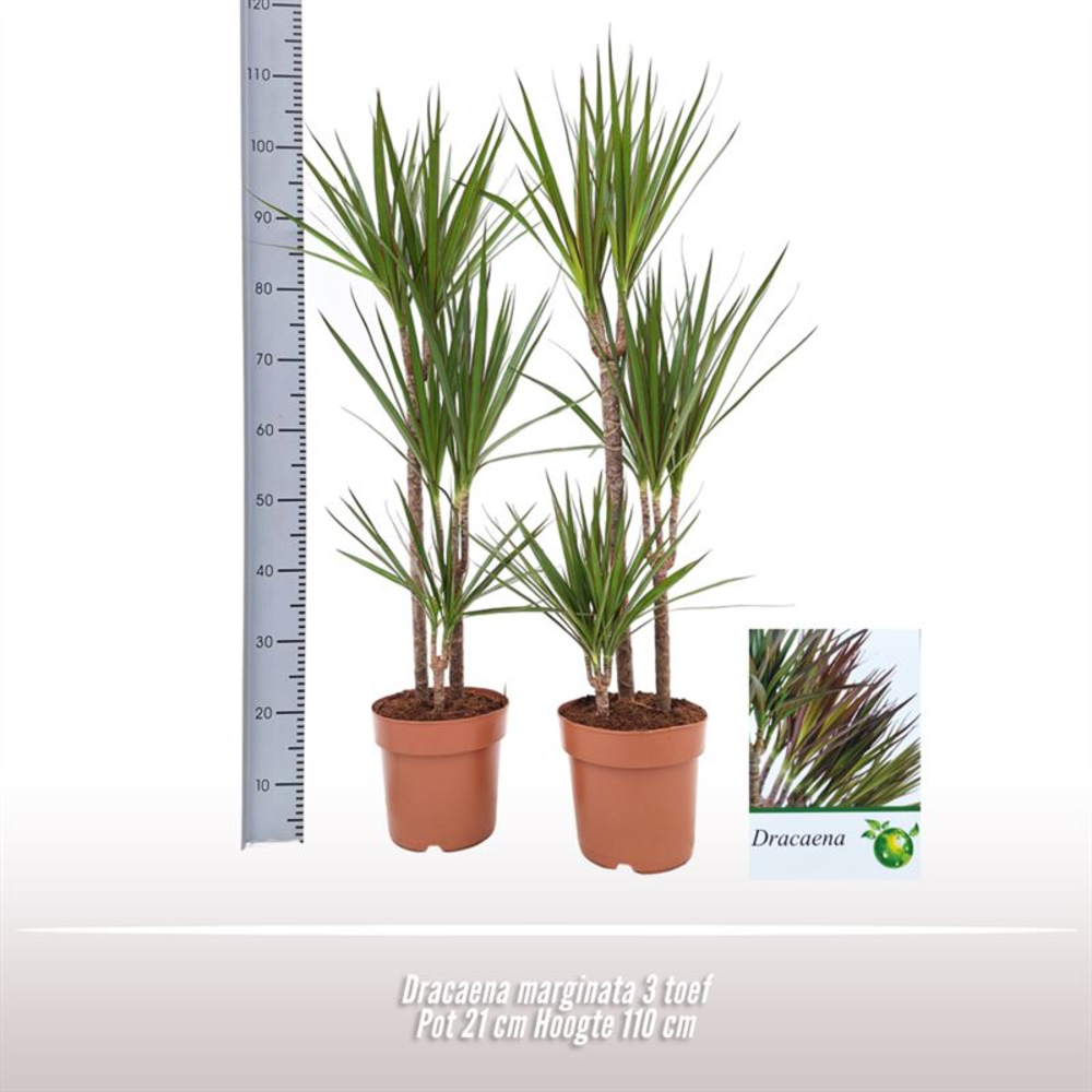 Dracaena marginata 3 toef.