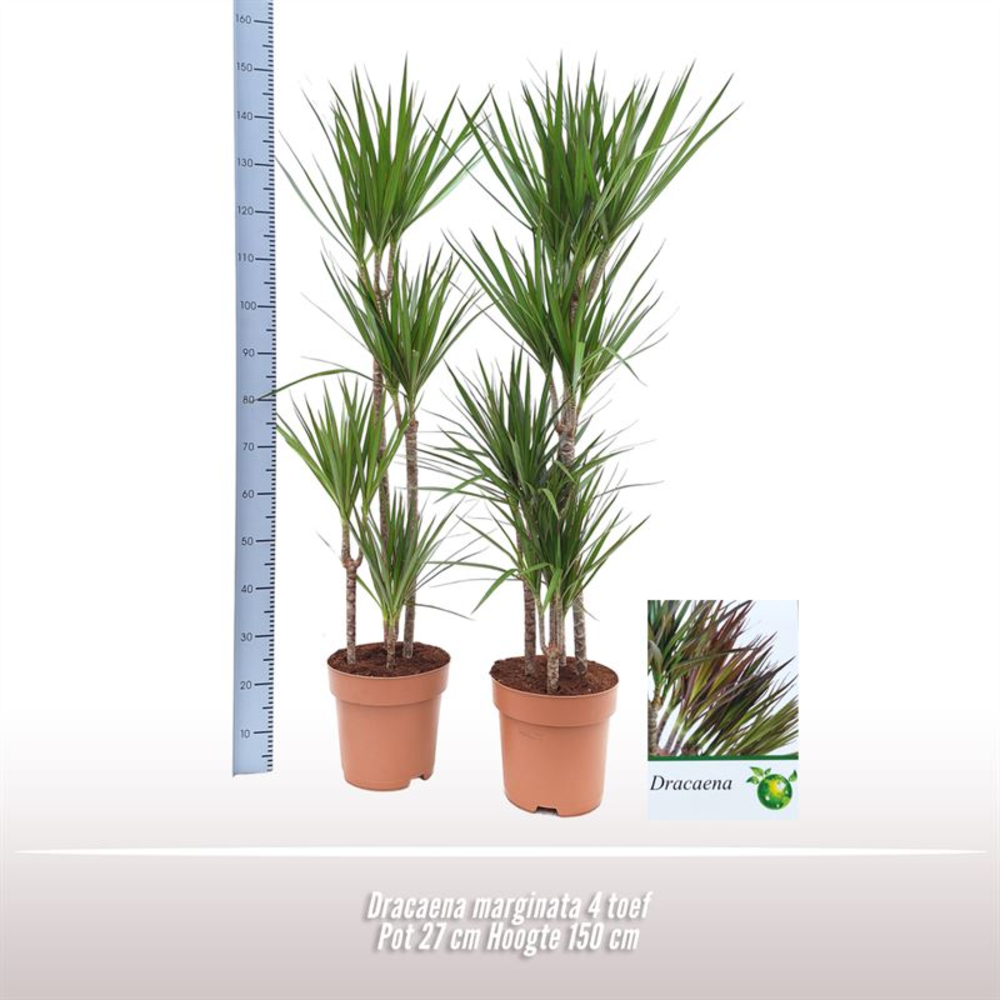 Dracaena marginata 4 toef.