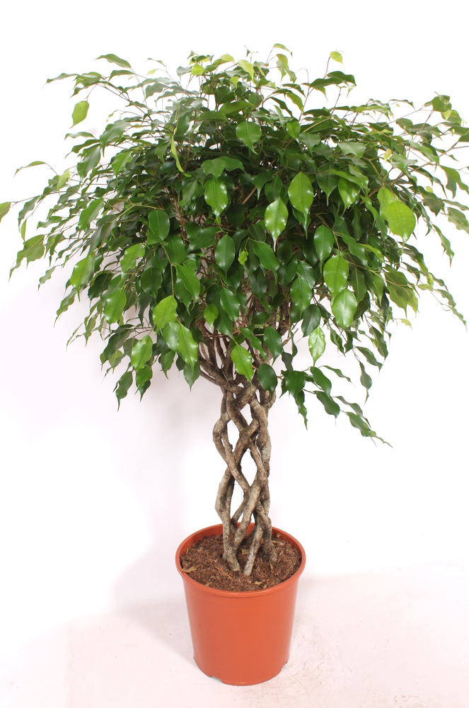 Ficus Exotica.