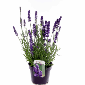 Lavandula ang. Essence Purple