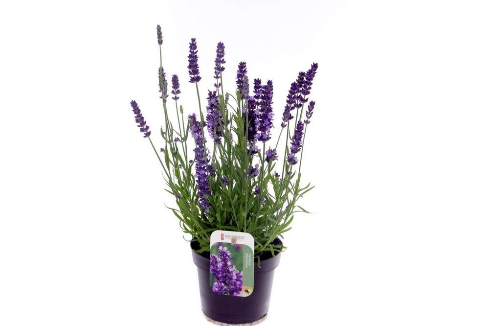 Lavandula ang. Essence Purple.