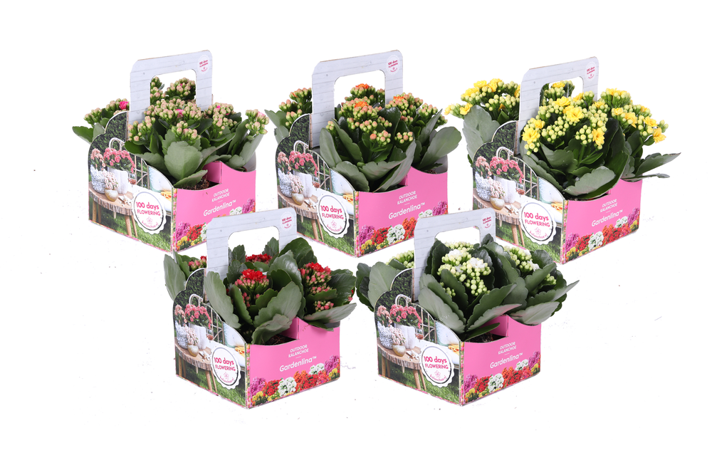 Kp-861.1 - Kalanchoe Gardelina 7cm mix in 4-pack.