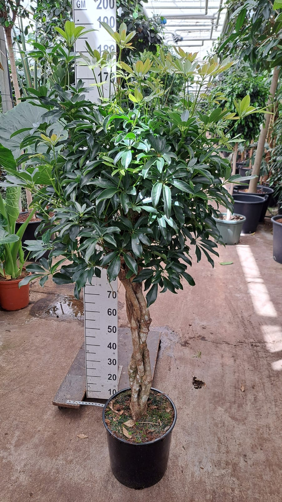 Schefflera Compacta gevlochten stam 180.