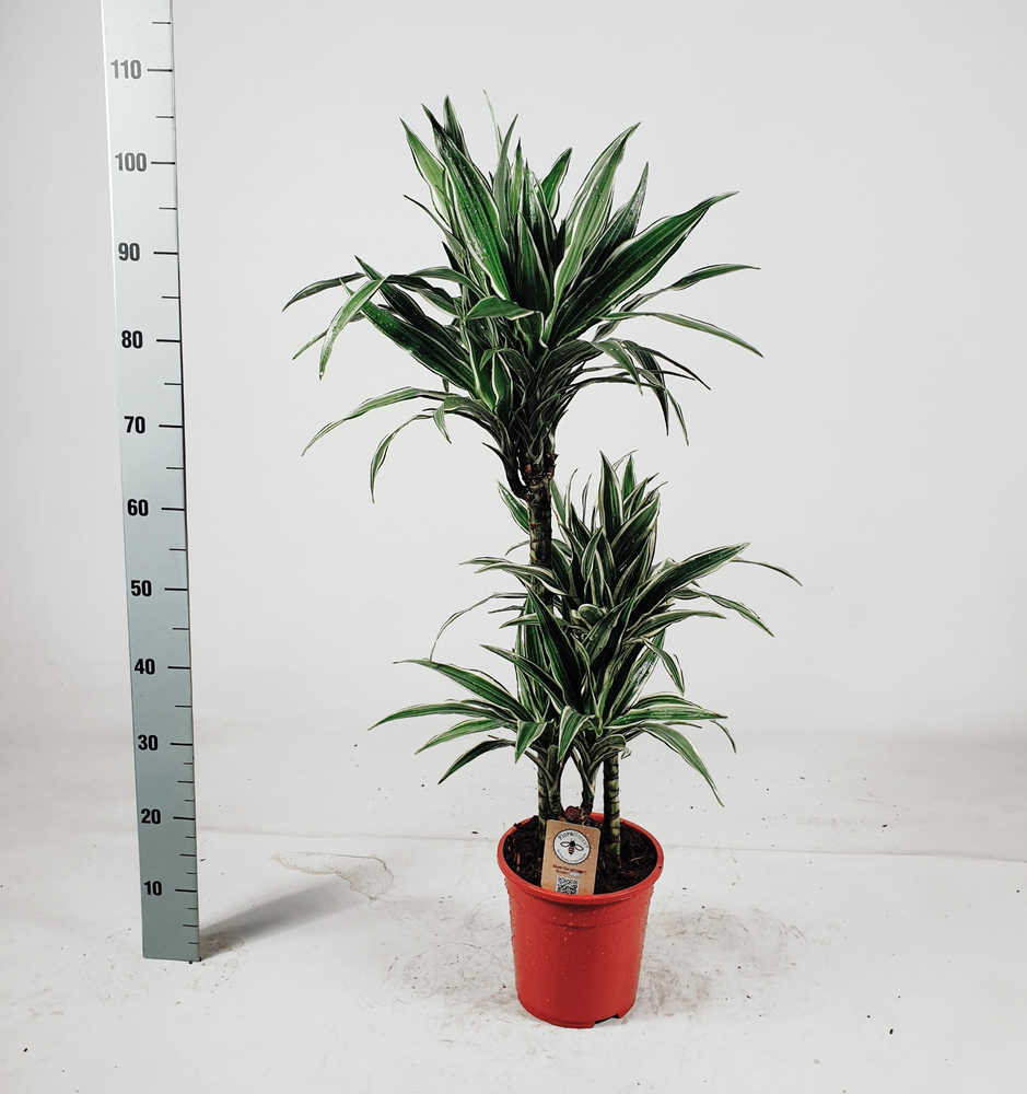 Dranaena white stripe 603015 105cm.