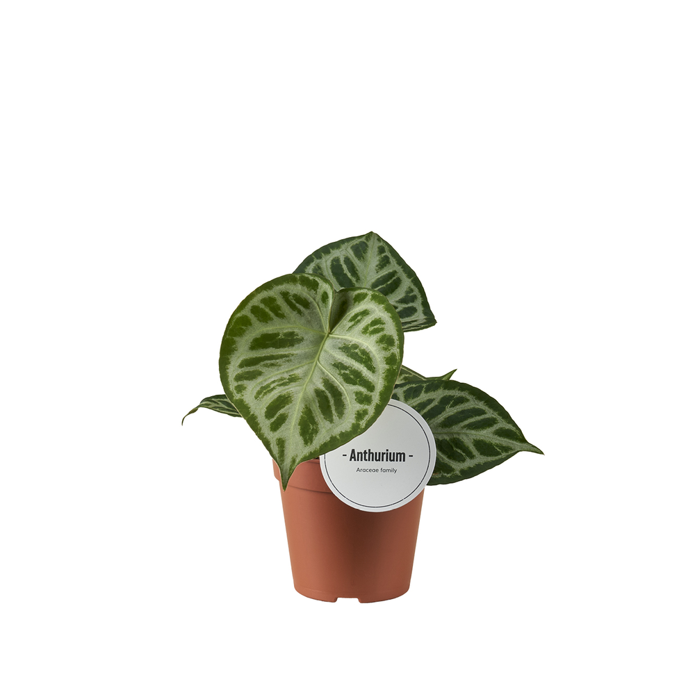 Anthurium Super Silver Blush.