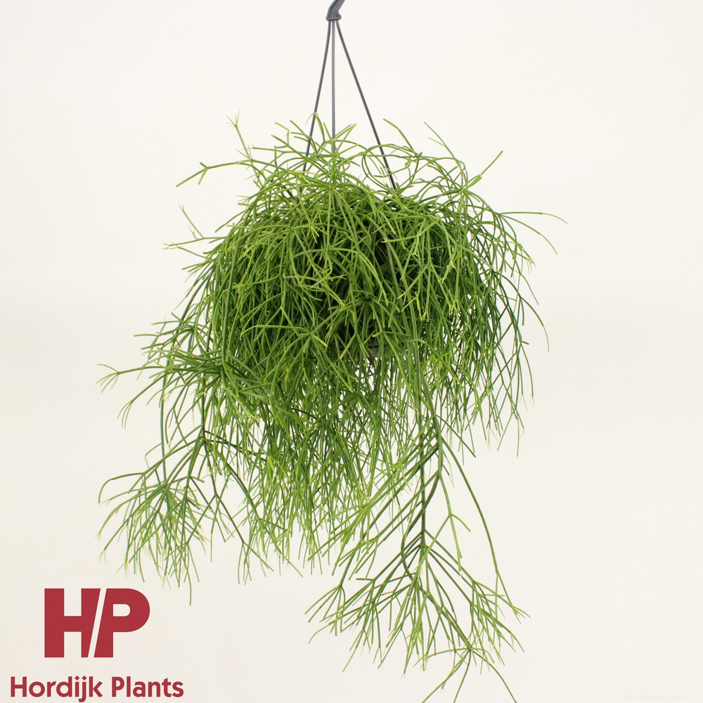 Rhipsalis baccifera 'Oasis'.