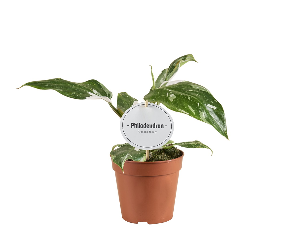 Philodendron White Princess B Grade.