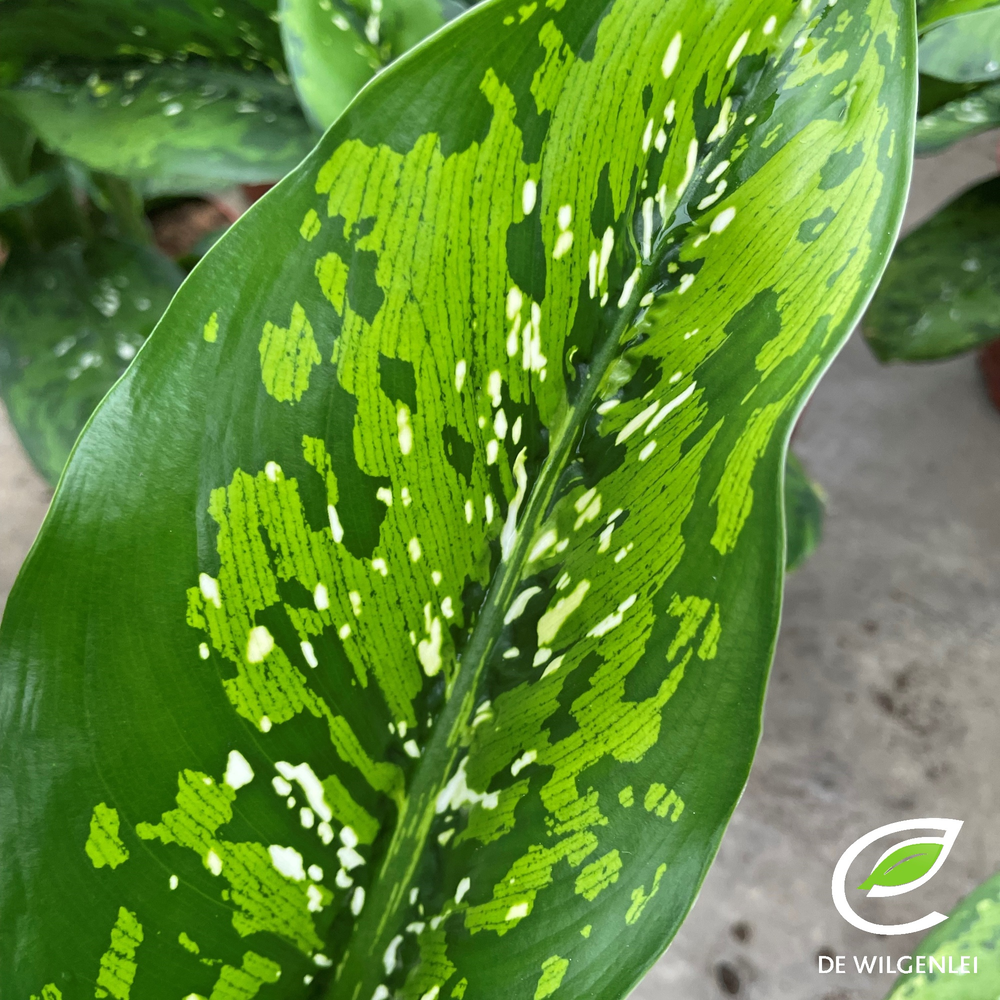 Dieffenbachia seguine 'Caiman'® p21.