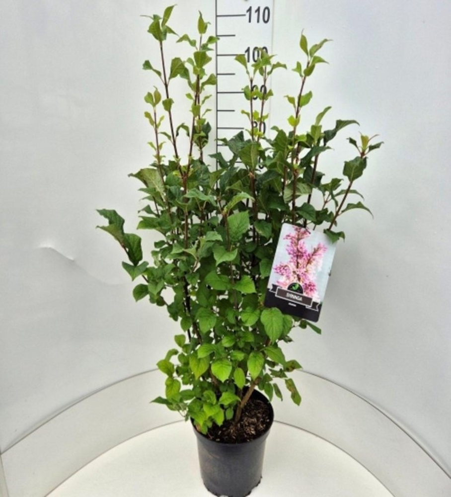 Syringa josikaea.